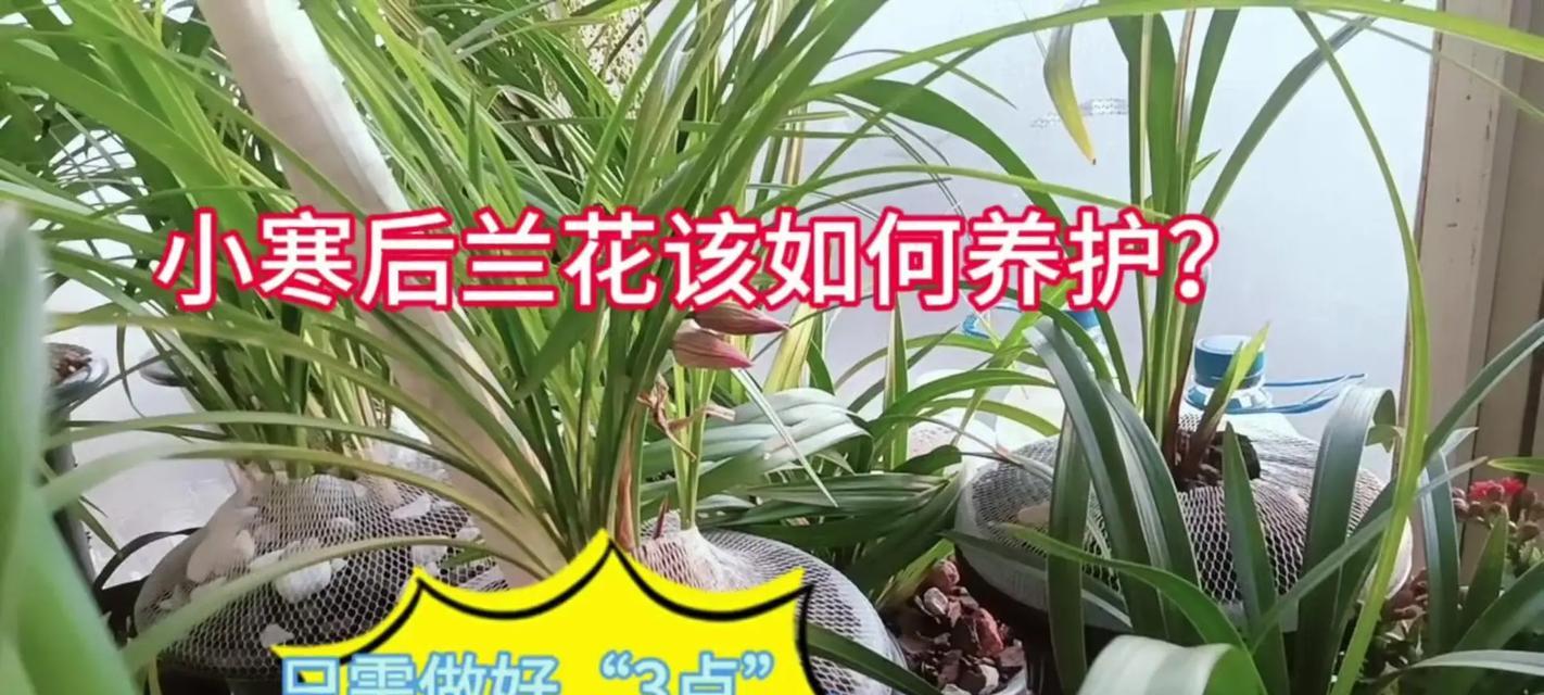 兰花冬季换盆的方法与技巧（精心换盆，让兰花在冬季焕发新生机）