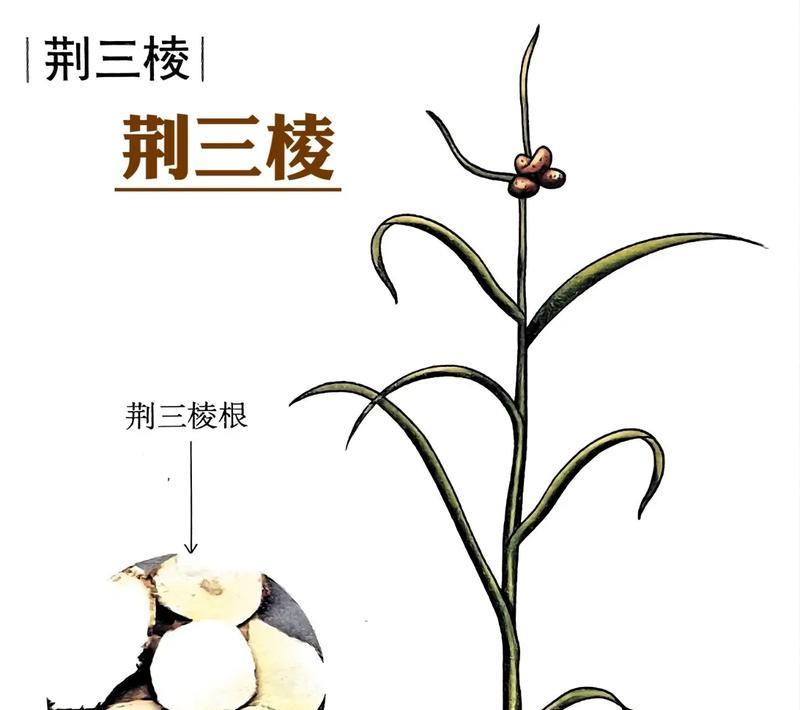 三棱箭的种植与养护（探索三棱箭的种植技巧，打造美丽的绿色空间）
