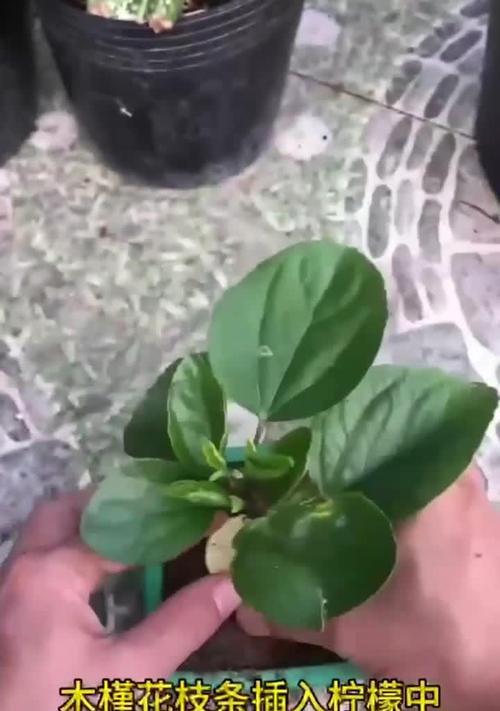 以木槿花为主题的前插技巧（掌握前插技巧让木槿花生根发芽）