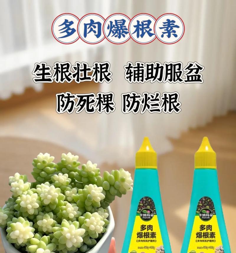 以特玉莲怎么叶子发软（解决特玉莲叶子软化问题的方法）