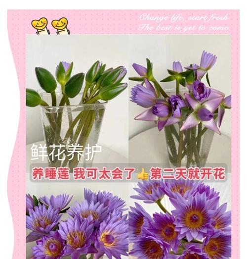 如何正确修剪睡莲？