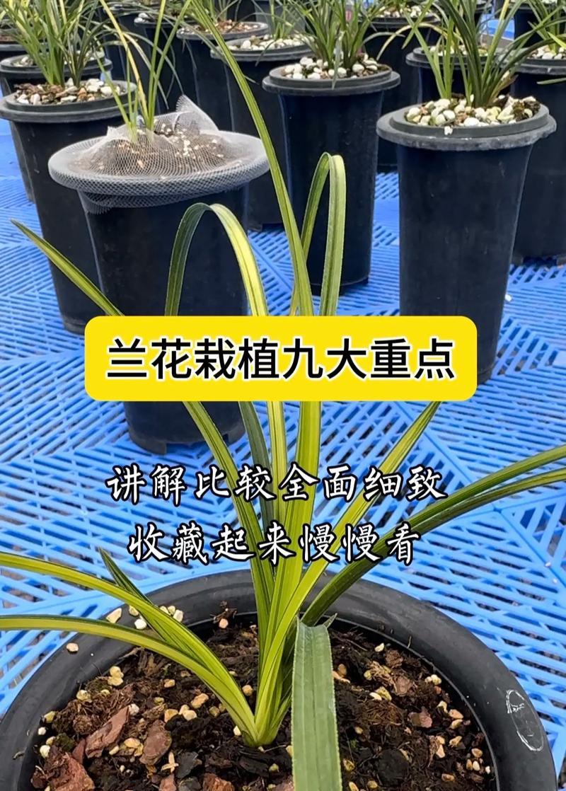 如何在室内成功养殖兰花？（掌握关键技巧打造宜人花境）