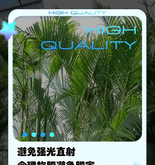 探究凤尾竹叶子上的小白点（了解小白点的成因及处理方法）