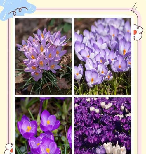 番红花的花期与开花时间（了解番红花的花期，让你更好地欣赏它的美丽）