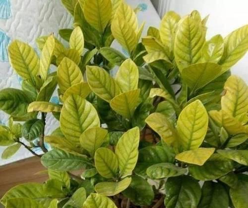 探究栀子花黄斑病的成因及防治方法（栀子花黄斑病引起的症状和影响，有效防治措施）