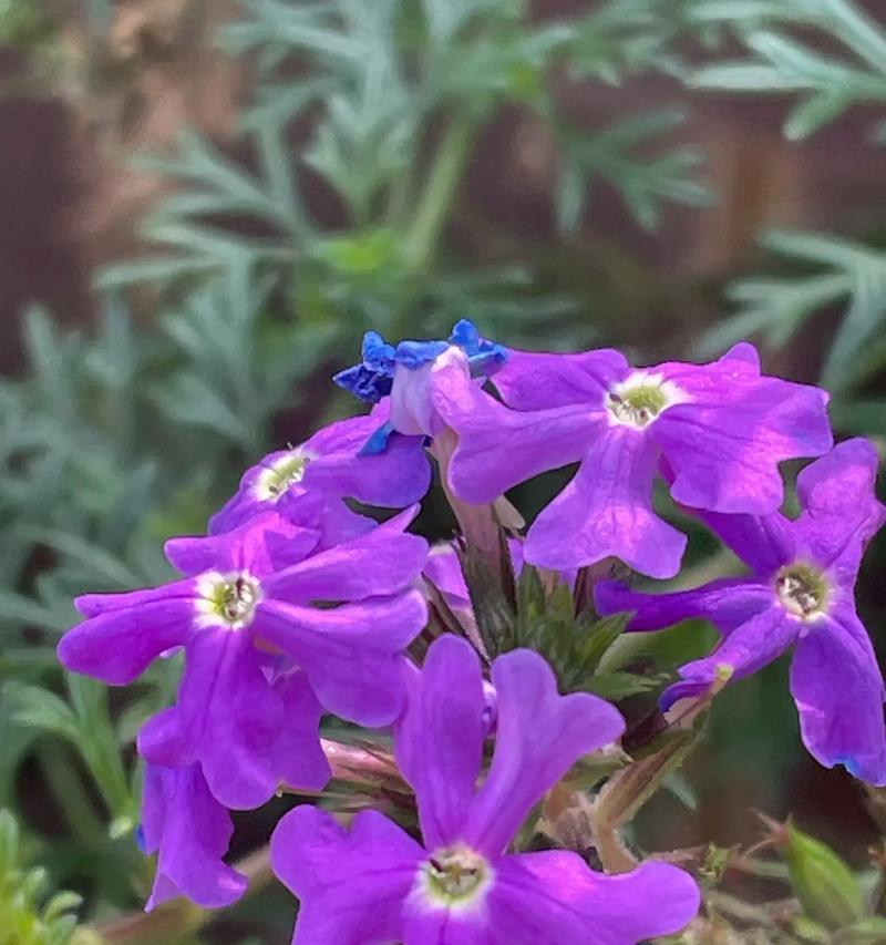 马鞭草的花语与寓意（探寻马鞭草的神秘之美，解读其丰富多彩的含义）