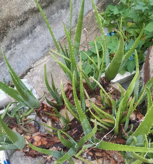芦荟根发黄原因及解决方法（保护芦荟根健康生长的关键是什么？）