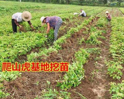 探索爬山虎如何在地面上爬行的奥秘（揭开爬山虎的地面爬行之谜，了解其适应各种地形的独特能力）