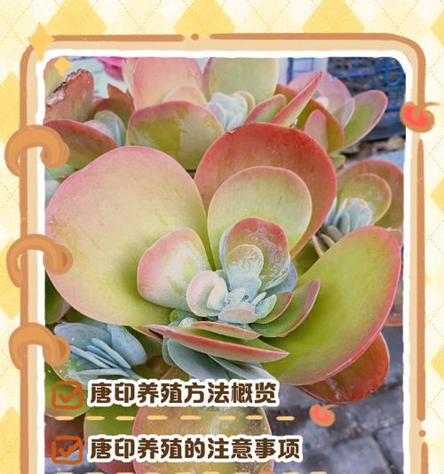多肉唐印徒修剪指南（从修剪到繁衍，一起探索多肉唐印徒的成长之道）