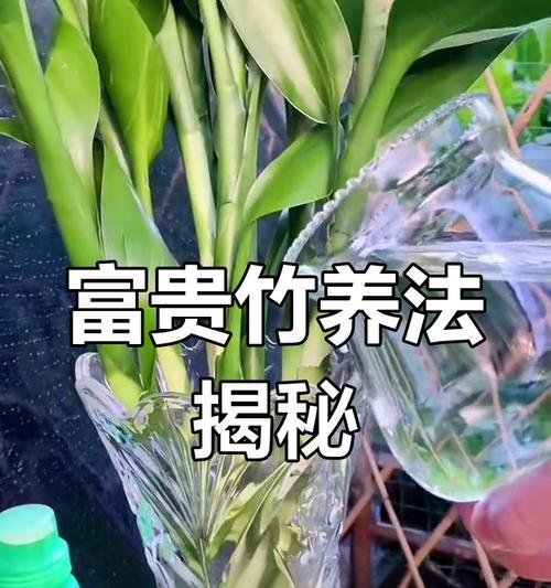 如何正确养护转运竹？（生根转运竹养护全攻略，让你的家居更加绿意盎然）