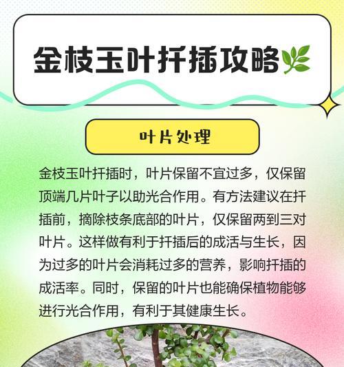 金枝玉叶生虫如何处理？（保护高贵之物，消灭害虫）