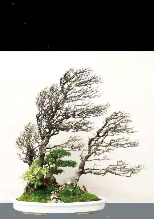 创造迷你世界（以小见大，用植物和创意打造独特的微缩景观）