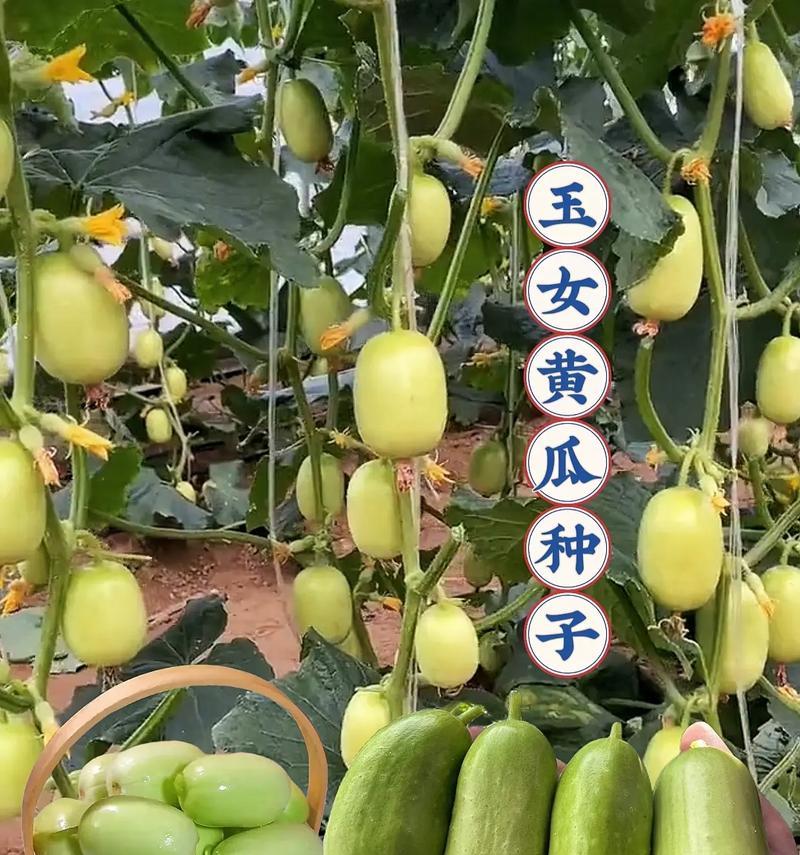 黄瓜种植技巧与产量提升（利用药物提高黄瓜产量）