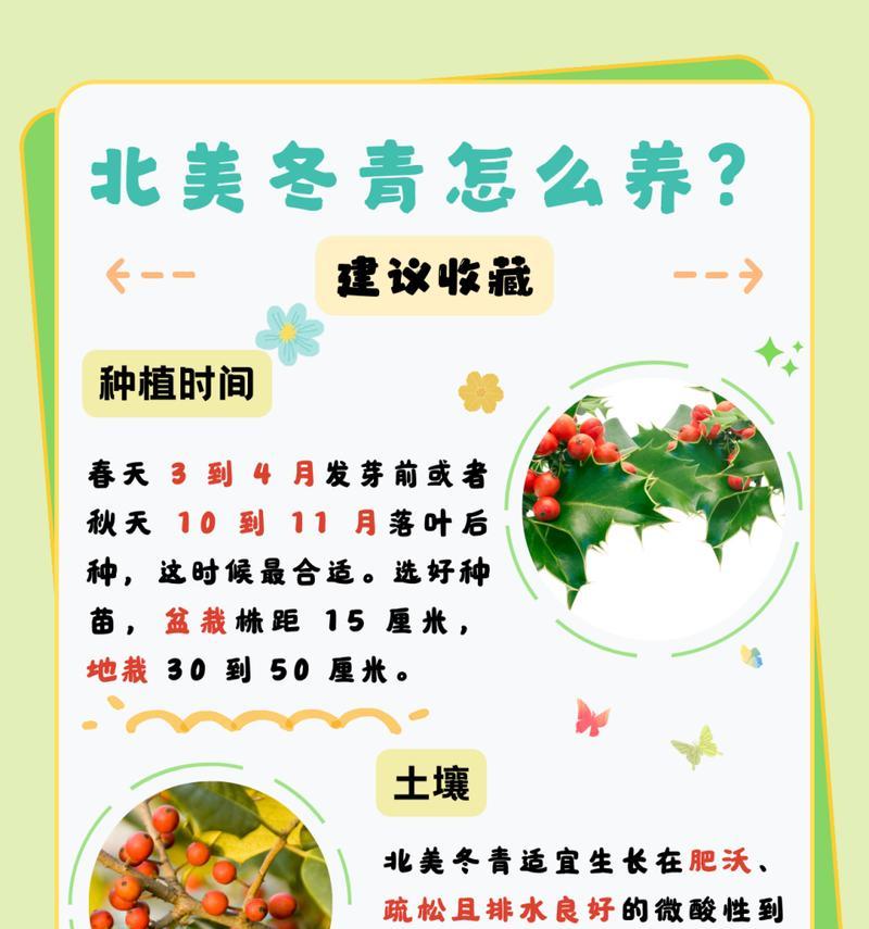 冬青苗的繁殖技巧（掌握关键步骤，轻松繁衍冬青苗）