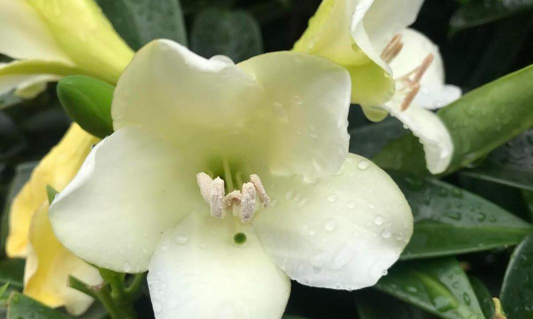 四季养护非洲茉莉，为你打造美丽花园（春夏秋冬如何给非洲茉莉浇水？）