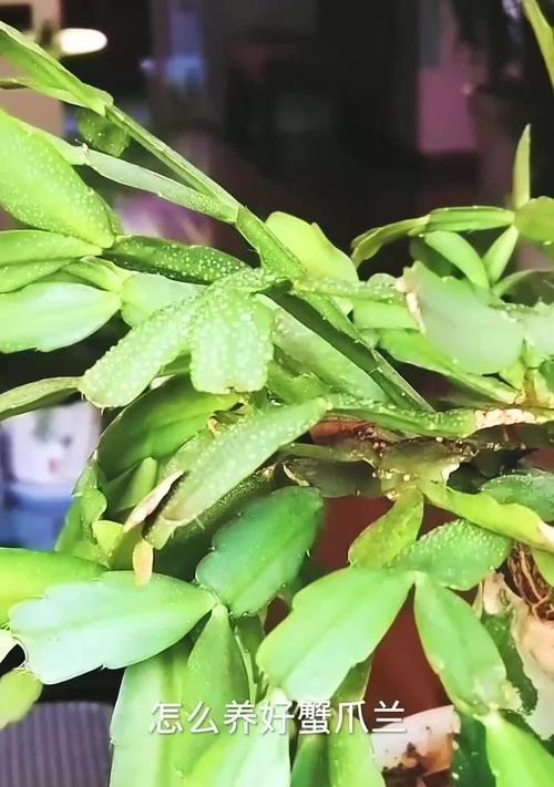 蟹爪兰长得太长怎么办？——正确修剪与管理的技巧（解决蟹爪兰过长生长问题，让你的植物保持健康与美观）
