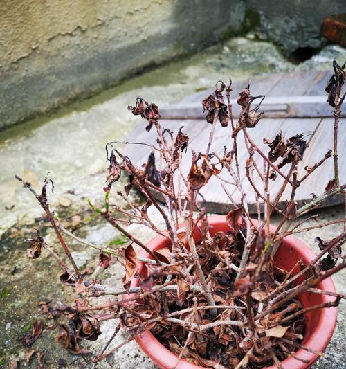 探秘栀子花枯枝之谜（揭开栀子花枯枝背后的奥秘）