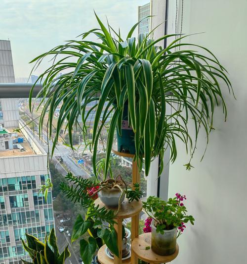 土培青叶吊兰的养殖技巧（打造绿意盎然的室内空间，青叶吊兰助你一臂之力）