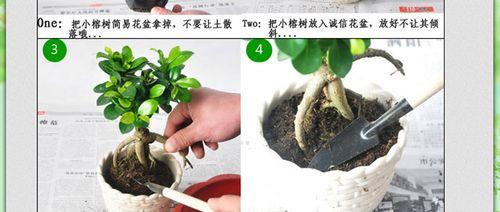 以地瓜榕如何长出茂盛叶片？（从萌芽到生长，探秘地瓜榕的叶片生长奥秘）