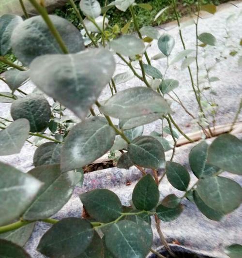 石莲叶片发黑的原因及解决方法（揭秘石莲叶片变黑的真相，保持石莲叶片的鲜亮色泽）