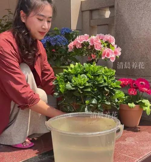 桅子花养护指南（打造美丽多姿的桅子花园）