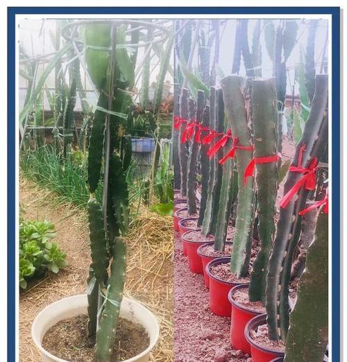 如何种植火龙果树才能快速结果？（了解火龙果树生长规律，掌握科学种植方法）