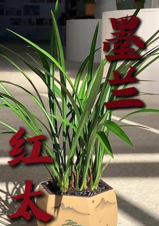 冬季墨兰的养护秘籍（打造盛开寒冷冬季的绝美花园）