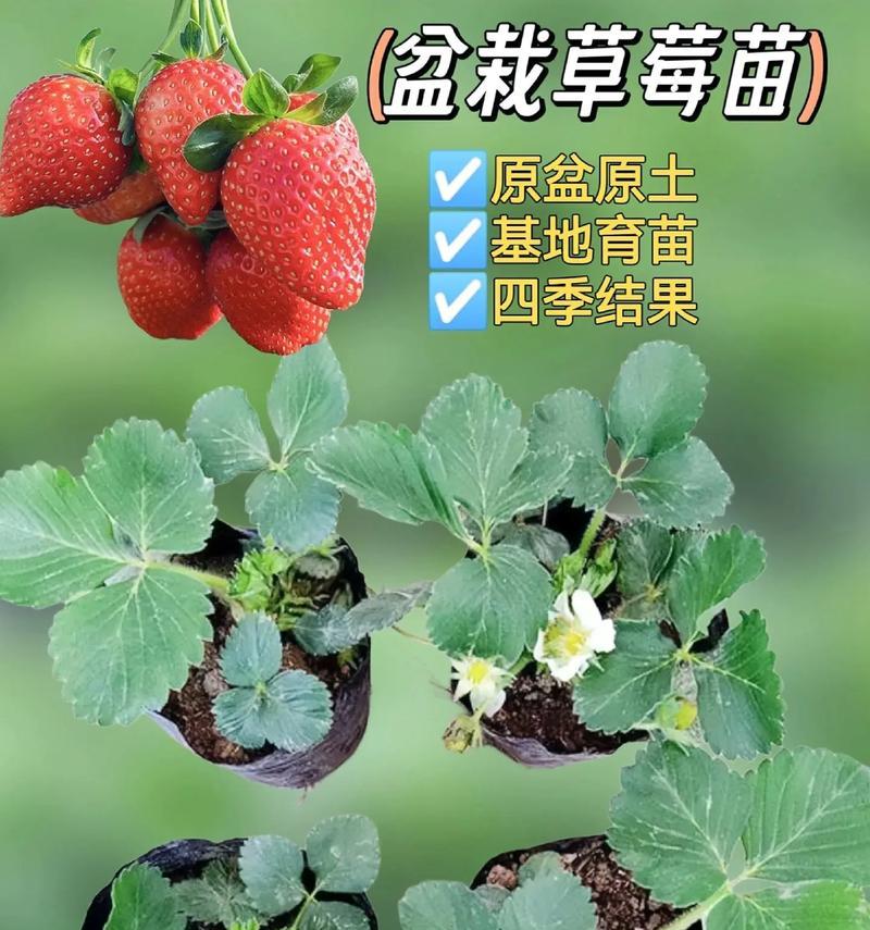 盆栽草莓种植指南（打造优质草莓盆栽，享受新鲜水果）