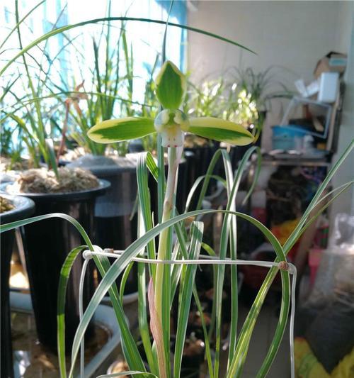 如何正确修剪豆瓣花（豆瓣花修剪技巧与注意事项）