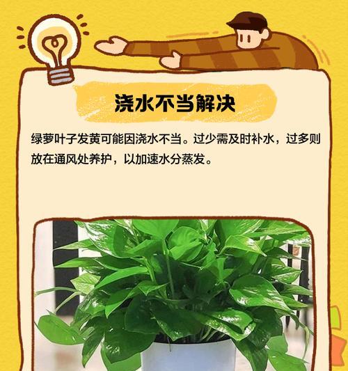 绿箩叶黄的成因与处理方法（探究绿箩叶黄的原因，帮助您有效处理问题）