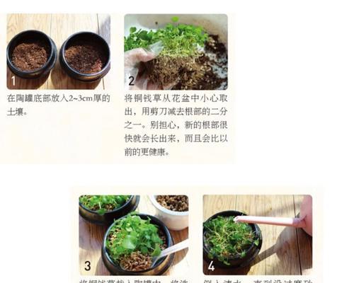 水仙花的徒长控制技巧（如何有效防止水仙花的过度徒长）
