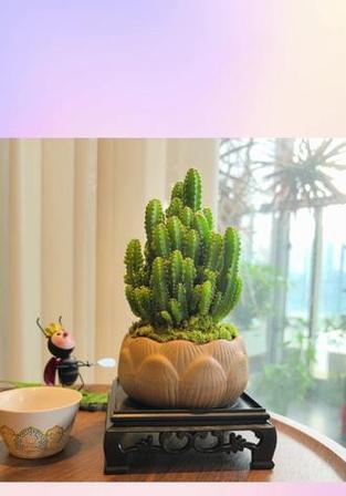 如何养护植物万重山