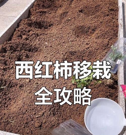 如何科学管理丽格海棠的花期？（要点分解，提高观赏价值）