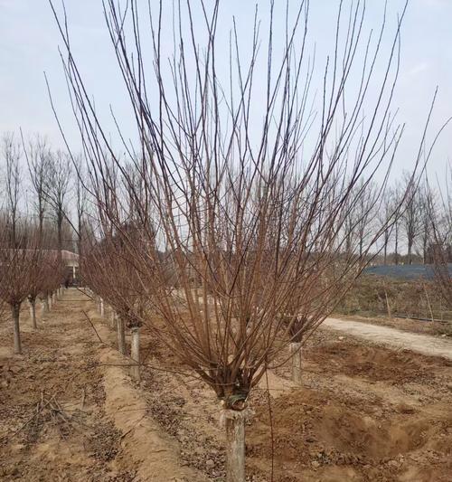 掌握梅花树的嫁接技巧（学习嫁接梅花树的步骤与要点）