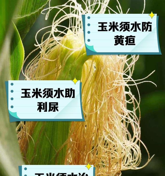 玉米石的养护与保养（打造美丽的玉米石家居环境，）