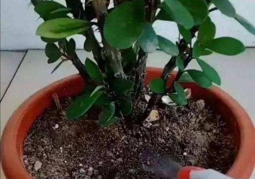 如何有效去除花草里的蚂蚁（掌握关键方法，保护花草健康）