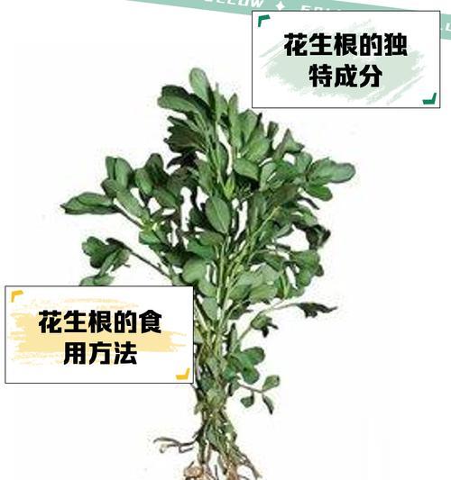 如何修剪生石花的根部