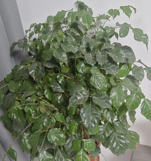 冬天栀子花为何频繁掉落花苞？（冬天栀子花掉花苞的原因及对策）