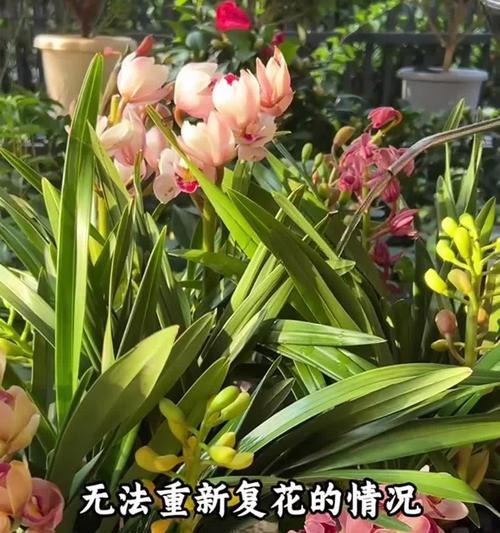 兰花开花的护理指南（掌握兰花开花的技巧，让花香充溢你的家园）
