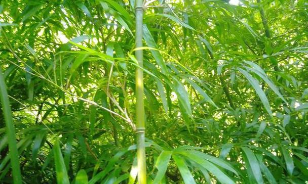 院子里可以种植凤尾竹吗？（了解凤尾竹的适宜环境和养护方法）