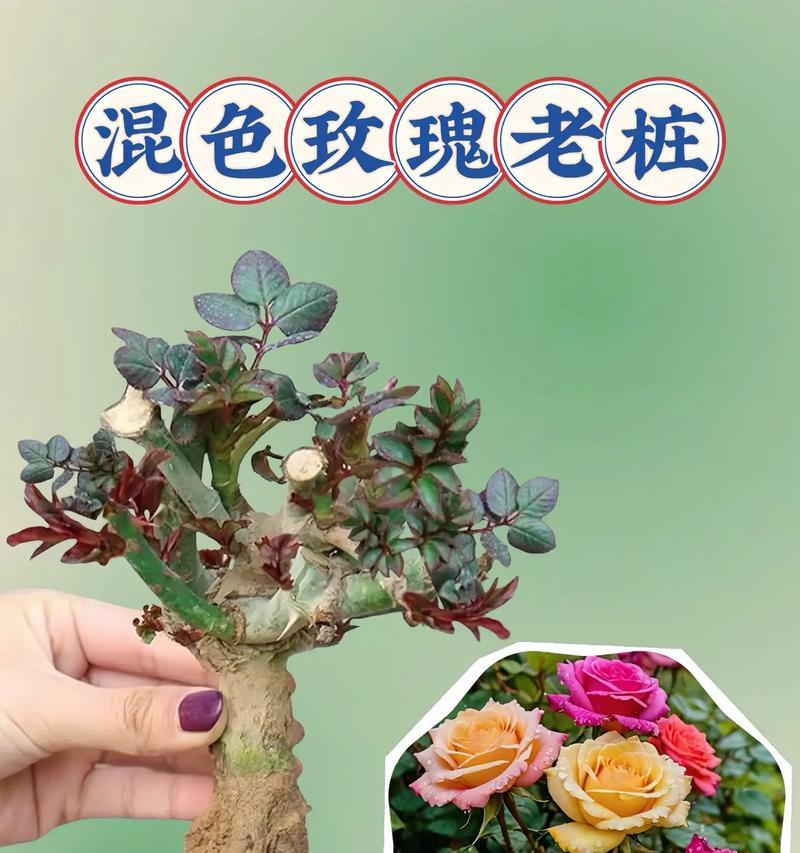 玫瑰花盒的养护指南（打造持久美丽的玫瑰花盒）