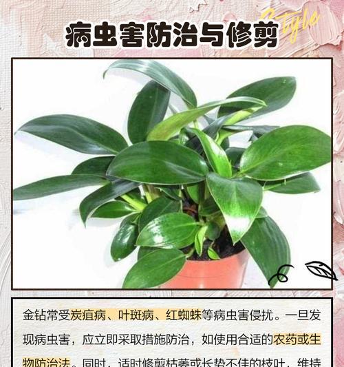 从金转花枯萎到再度绽放（探索金转花枯萎的症状、原因和治疗方法，重启花卉生机）
