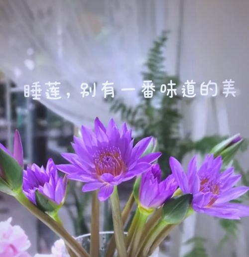 睡莲泡茶的艺术（以睡莲花朵为主材，探寻一杯独特的茶香）