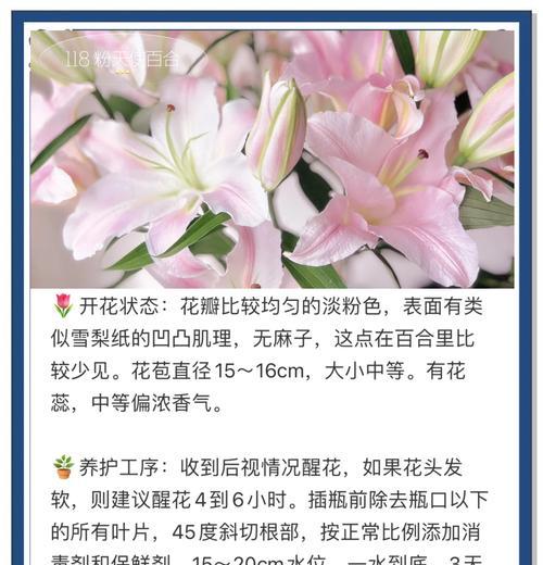 以小天使花怎么养为主题的养花指南（让你的小天使花健康成长的关键诀窍）