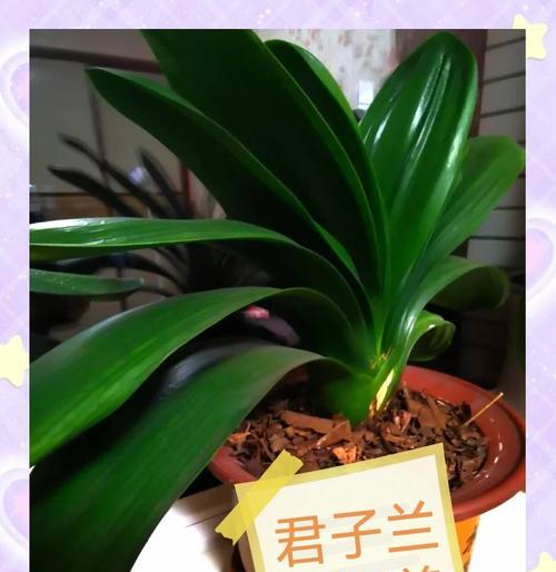 君子兰分盆合适的时间（正确的分盆方式和注意事项）