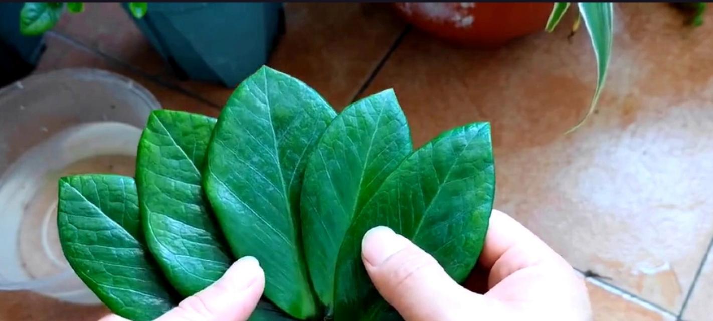 干树叶（用干树叶种花，轻松打造自己的花园）