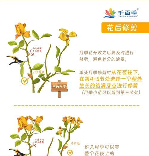 如何修建玫瑰花园（打造美丽芬芳的玫瑰花园，让你的庭院焕发新生）