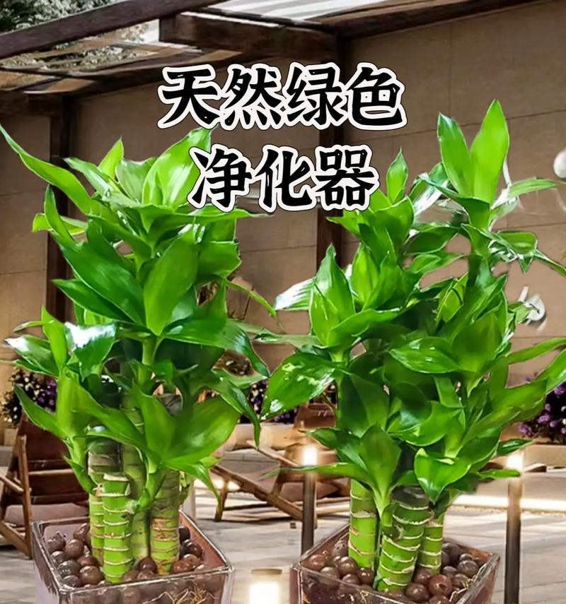 富贵竹水培与土培的优缺点比较（水培与土培的特点与适用情况分析）