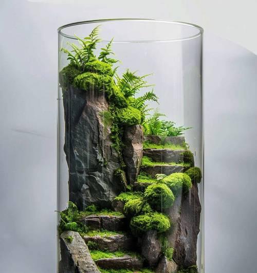 苔藓的生长过程及形成原因（探究苔藓形成的因素和生态作用）