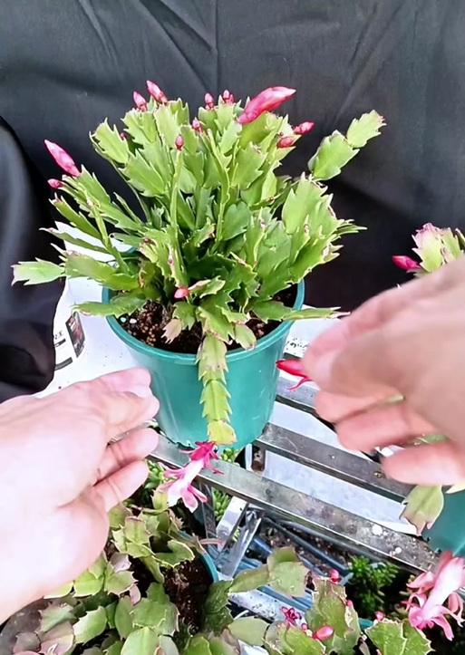 螃蟹爪花叶枯萎的原因及处理方法（探究螃蟹爪花叶枯萎的根本问题，为您提供有效的护理建议）